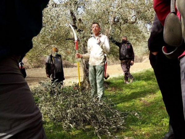 OLIVE DE NYONS - Actualité - Démonstration de la taille