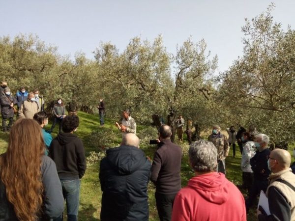 OLIVE DE NYONS - Actualité - Démonstration de la taille