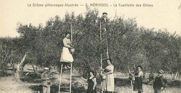 Cueillette-Olive-de-Nyons-Fonds-C-Bartheye-2