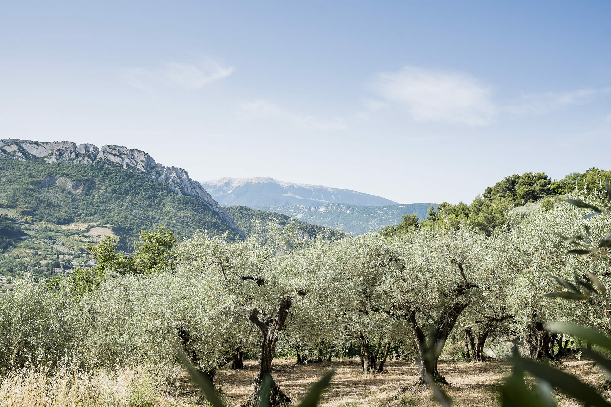 Huile d'olive douce d'olives noires de Nyons - Graines d'ici