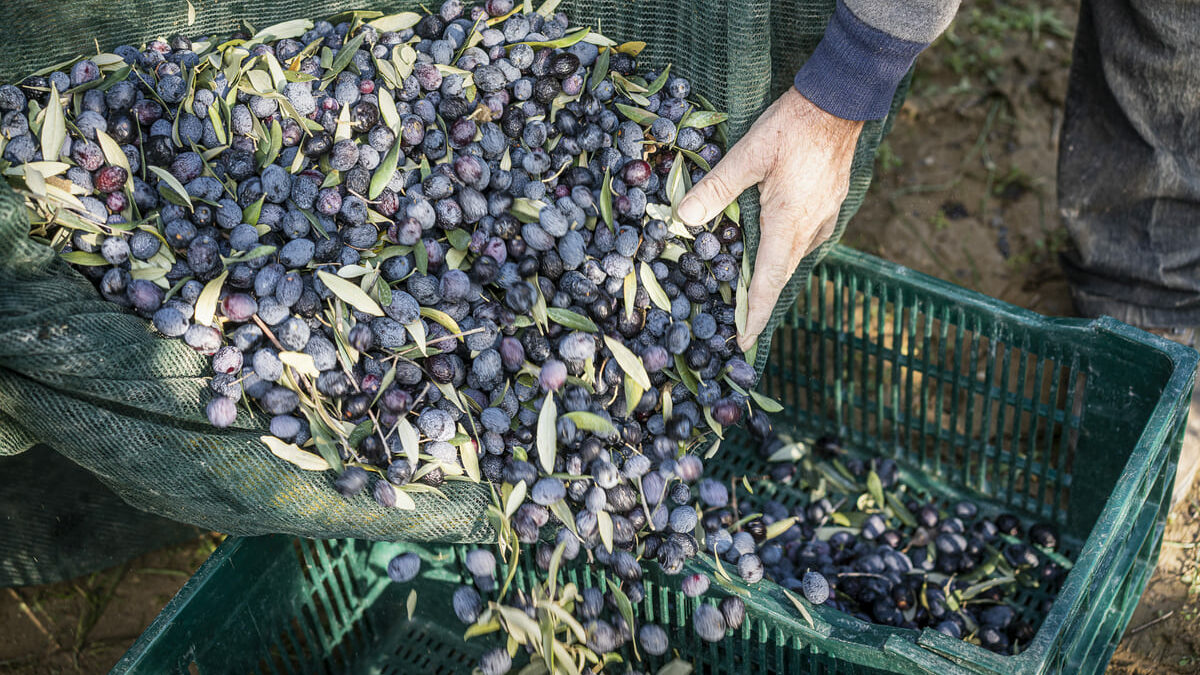 2021_AOP_OLIVES_NYONS-A5©CRESPEAU-Slider-variete-emblematique-2