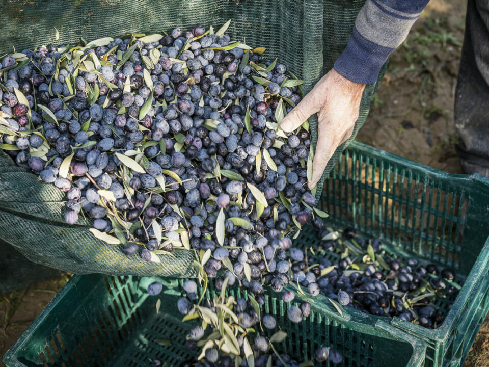 2021_AOP_OLIVES_NYONS-A5©CRESPEAU-Slider-variete-emblematique-2