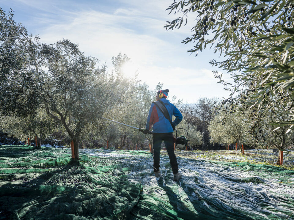 2021_AOP_OLIVES_NYONS-A5©CRESPEAU-Slider-variete-emblematique