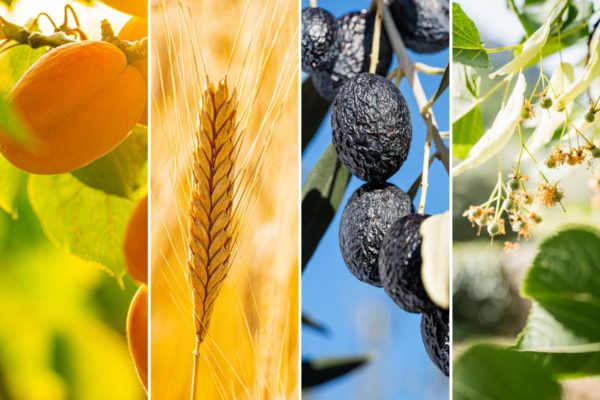 Olive-de-Nyons-Header -barr'onnie-pate-de-fruit-olive-2000x1334