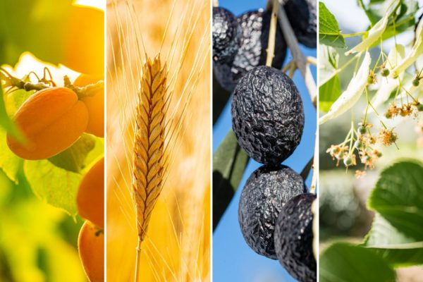 Olive-de-Nyons-Header -barr'onnie-pate-de-fruit-olive-2000x1334_